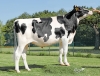 DOSE TAUREAU ORIA - NFR4929379957 - 6694734