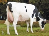 DOSE TAUREAU DUNHILL - NFR4931269100 - 6675303