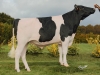 DOSE TAUREAU LEVIS - NFR4931269594 - 6688759