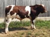 DOSE TAUREAU RAMBO - NFR4932421191 - 4197734