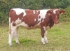 DOSE TAUREAU RAMBO - NFR4932421191 - 4197734