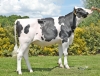 DOSE TAUREAU REFLEX P - NFR4939507891 - 6696902