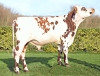 DOSE TAUREAU TASMAN  - NFR4939623414 - 56A1878