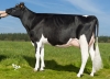 DOSE TAUREAU INGOLD - NFR4949348981 - 6686108