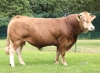 DOSE TAUREAU TWEET - NFR4949413125 - 34A2006