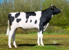DOSE TAUREAU ALBERT - NFR4950798124 - 66A5018