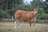 DOSE TAUREAU RTT - NFR4953152585 - 7198613