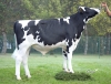 DOSE TAUREAU PEUPLIER - NFR4953768933 - 6695386