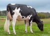 DOSE TAUREAU PEUPLIER - NFR4953768933 - 6695386