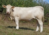DOSE TAUREAU NEWMAN P - NFR4954607949 - 3894603