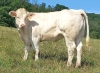 DOSE TAUREAU NEWMAN P - NFR4954607949 - 3894603