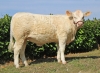 DOSE TAUREAU NEWMAN P - NFR4954607949 - 3894603