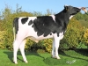 DOSE TAUREAU OBOIS - NFR4959456088 - 6694532