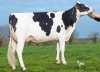 DOSE TAUREAU OBOIS - NFR4959456088 - 6694532