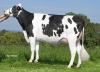 DOSE TAUREAU LUNAIRE - NFR4961186481 - 6688877