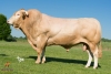 DOSE TAUREAU ENVOL - NFR4961211912 - 7978763