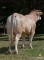 DOSE TAUREAU ENVOL - NFR4961211912 - 7978763