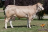 DOSE TAUREAU ENVOL - NFR4961211912 - 7978763