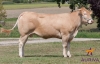 DOSE TAUREAU ENVOL - NFR4961211912 - 7978763