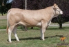 DOSE TAUREAU ENVOL - NFR4961211912 - 7978763