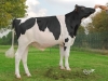 DOSE TAUREAU LIMITLESS - NFR4963779080 - 6689386