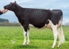DOSE TAUREAU LIMITLESS - NFR4963779080 - 6689386