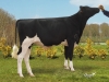 DOSE TAUREAU LAUTO - NFR4972760442 - 6688356