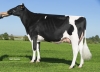 DOSE TAUREAU LAUTO - NFR4972760442 - 6688356
