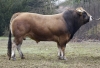 DOSE TAUREAU VAILLANT - NFR4975517318 - 7168675