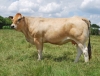 DOSE TAUREAU JOVIAL - NFR4979051048 - 7187571