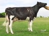 DOSE TAUREAU GIBERVIL - NFR4979286618 - 6682216