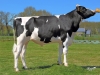 DOSE TAUREAU HADANGE - NFR4984611097 - 6684214