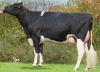 DOSE TAUREAU HADANGE - NFR4984611097 - 6684214