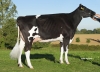 DOSE TAUREAU LOVER - NFR5021800194 - 6688749