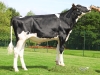 DOSE TAUREAU MESSENGER - NFR5027780369 - 6690977