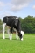 DOSE TAUREAU MESSENGER - NFR5027780369 - 6690977