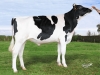 DOSE TAUREAU NIKLY - NFR5027780683 - 6693997