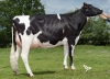 DOSE TAUREAU NIKLY - NFR5027780683 - 6693997