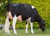 DOSE TAUREAU JURRY - NFR5047725062 - 6687558