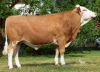 DOSE TAUREAU ST HUBERT - NFR5244718488 - 35A0687
