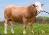DOSE TAUREAU ULTRACHIC - NFR5244718877 - 35A3220