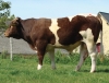 DOSE TAUREAU ILTON - NFR5326701203 - 4186065