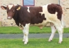 DOSE TAUREAU LOULOU - NFR5342371175 - 4189613