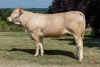 DOSE TAUREAU GAELIC - NFR5343396600 - 7982896