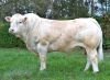 DOSE TAUREAU OURASI - NFR5343819804 - 3895918