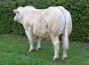 DOSE TAUREAU OURASI - NFR5343819804 - 3895918