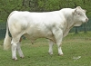 DOSE TAUREAU RONAN - NFR5343819904 - 38A0044