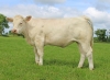 DOSE TAUREAU RONAN - NFR5343819904 - 38A0044