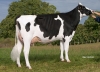 DOSE TAUREAU MIKABAY - NFR5344216738 - 6691682