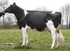 DOSE TAUREAU NEWMAN - NFR5344216756 - 6691924